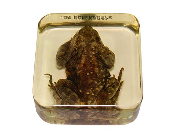 蟾蜍包埋標本